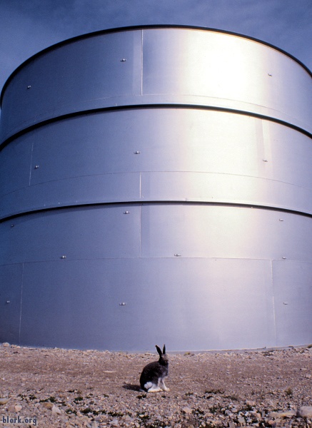 Arctic Hare