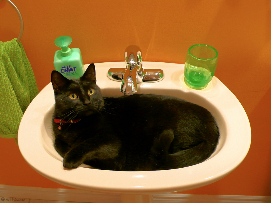 Cat in Sink