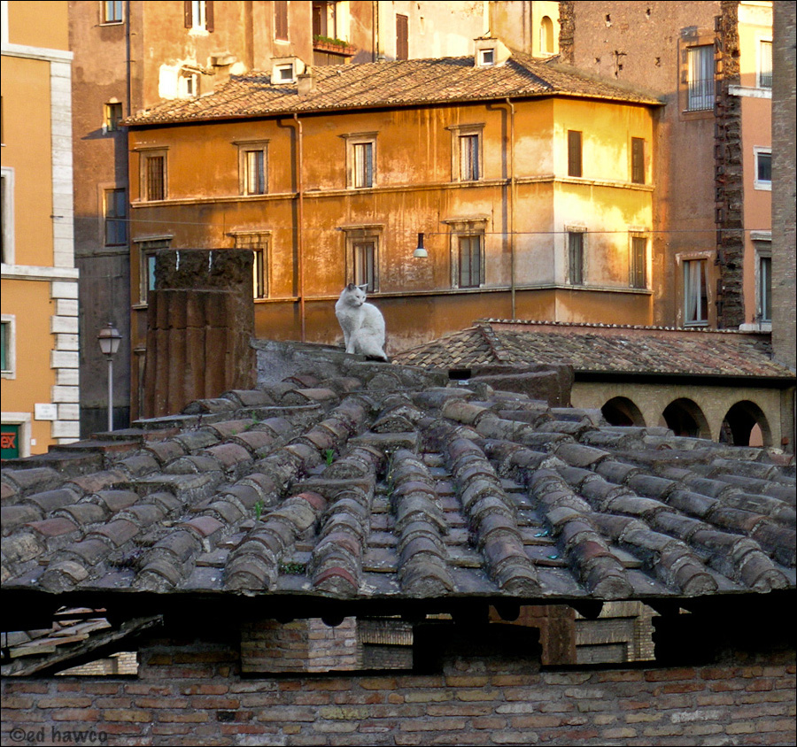 Cat on a Cold Stone Roof