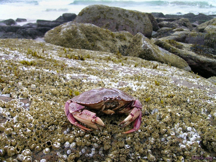 Crab and Barnacles