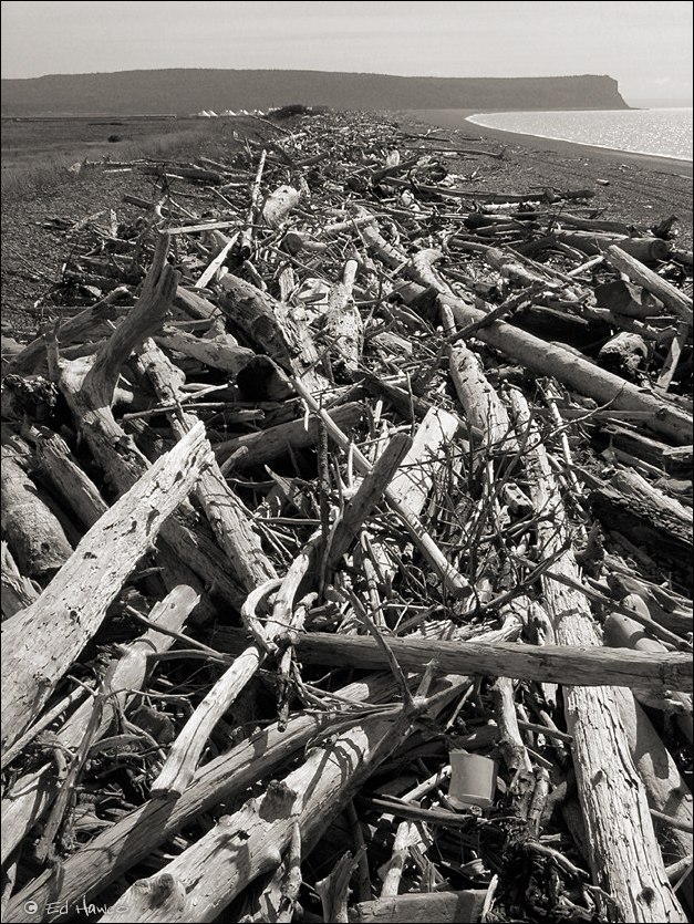 Driftwood, Advocate Beach, Nova Scotia