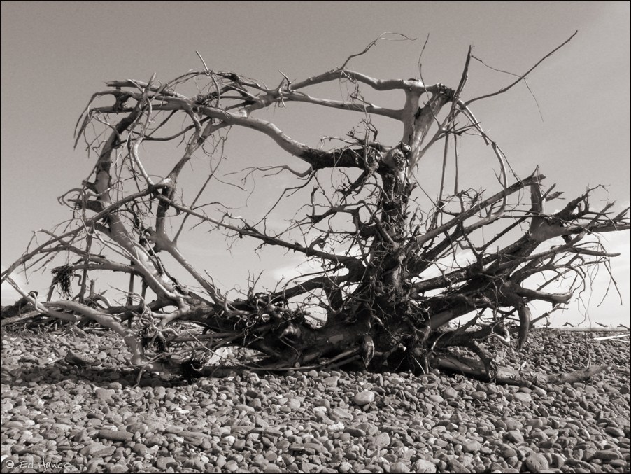 Driftwood, Advocate Beach, Nova Scotia