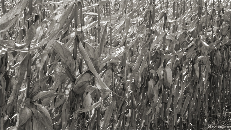 Late Season Corn, Eastern Townships, Quebec
