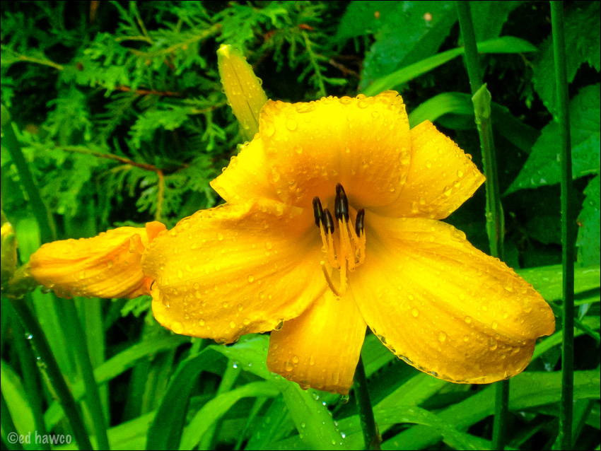 Dewy Day Lily