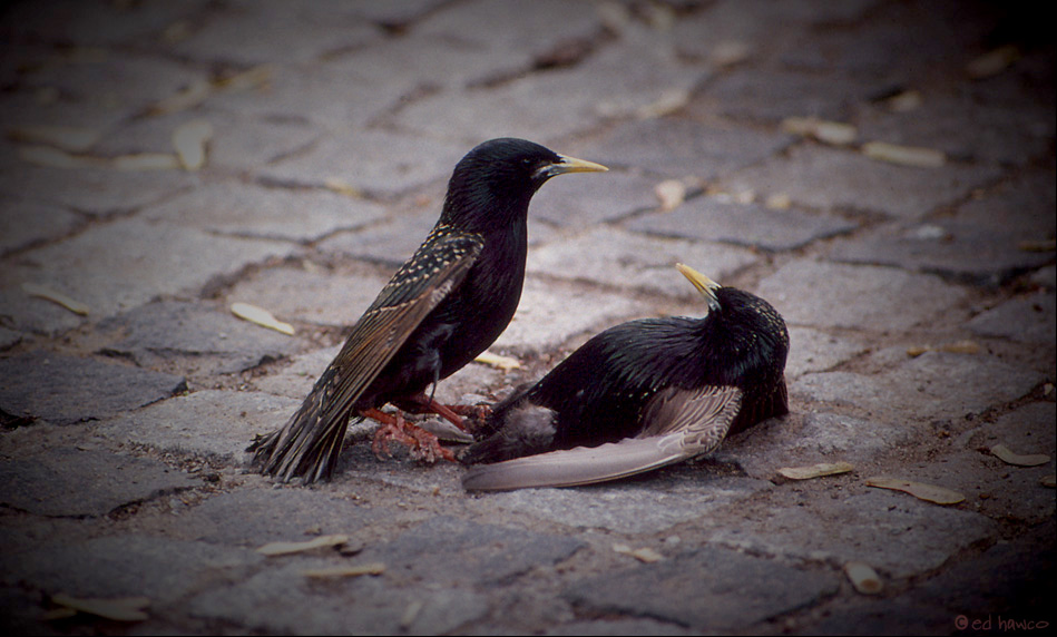 Fighting Starlings