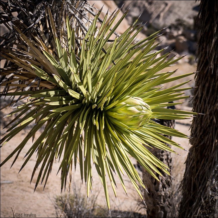 Joshua Tree in Bloom