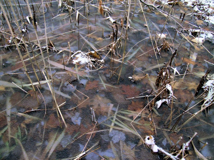 Frozen Bog