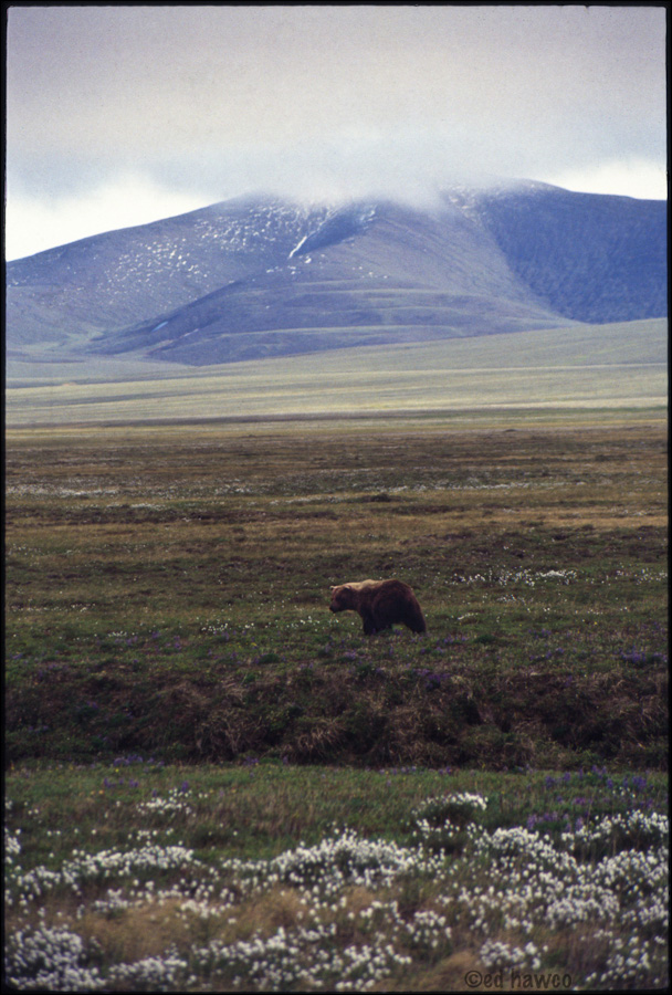 Grizzly Bear, Brooks Range, Yukon