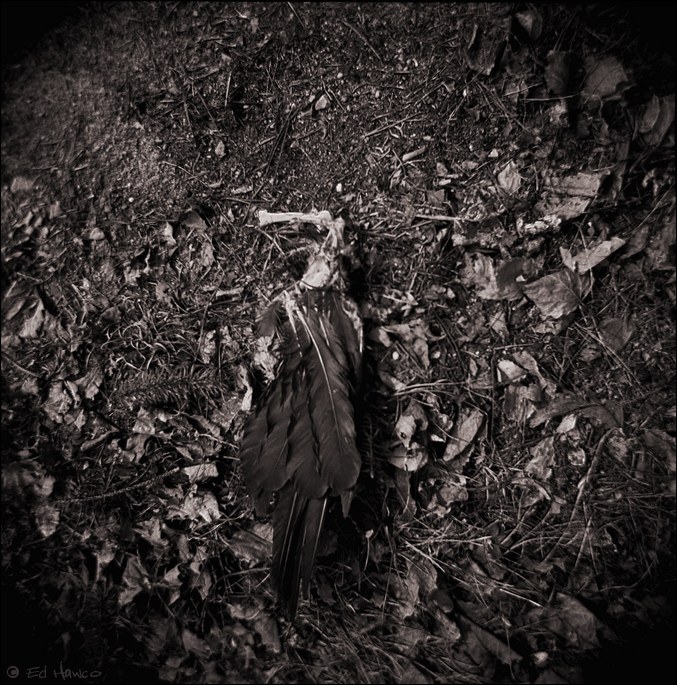 Severed Wing (Holga)