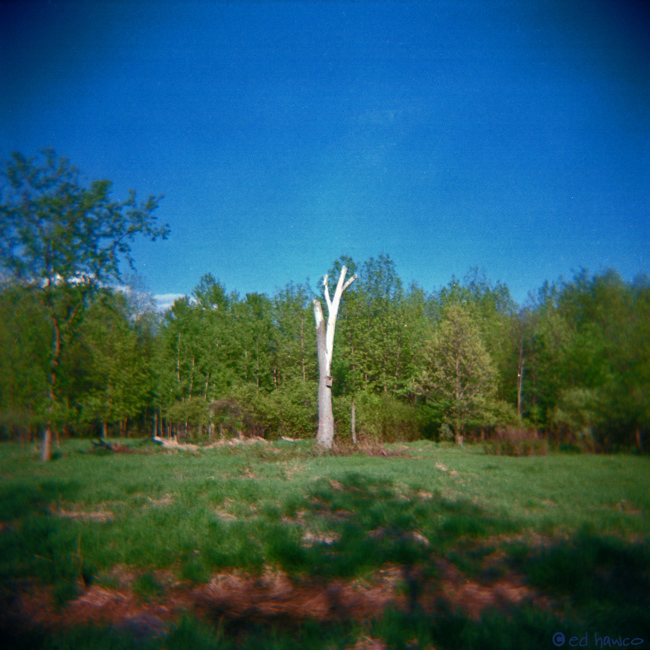 Birdhouse (Holga)