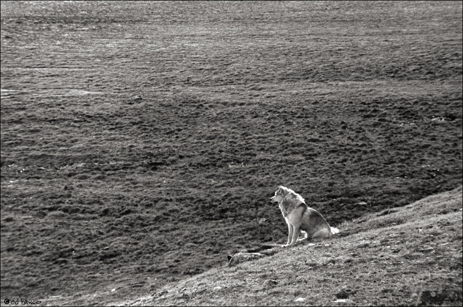 Stray Husky, King William Island, Nunavut