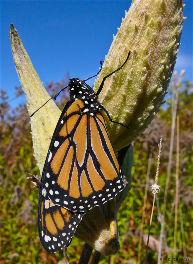 Monarch and Milkweed