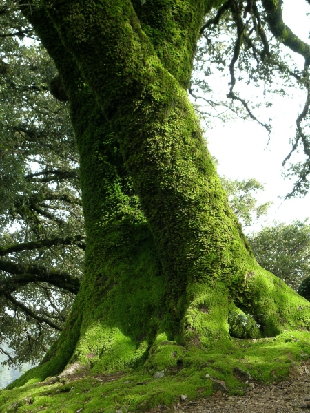 On Mount Tamalpais, California