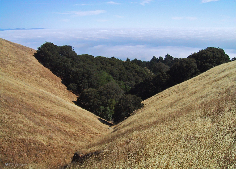 On Mount Tamalpais, Marin County, California