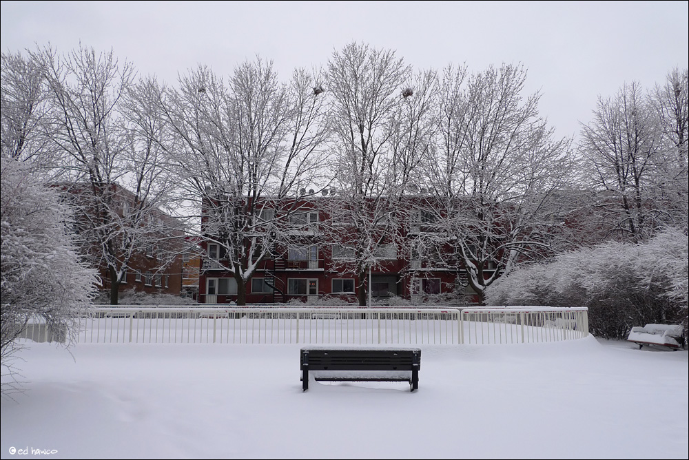 Three Squirrel Nests