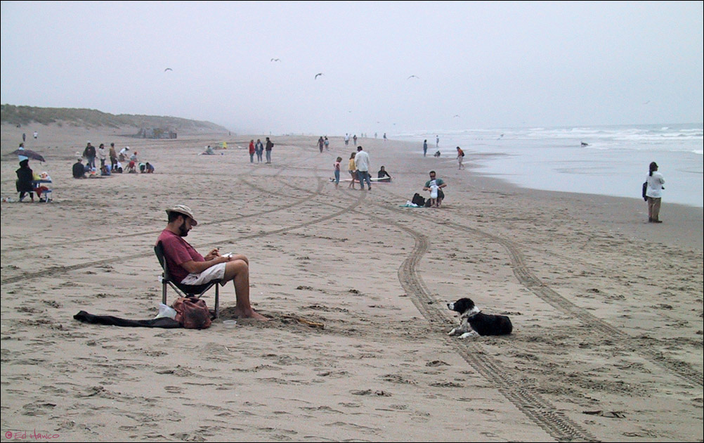 Ocean Beach, San Francisco dog