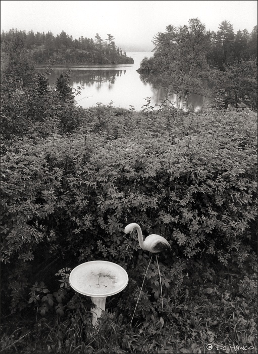 Plastic Flamingo, Rural Maine