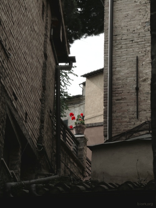 Flowers, Siena, Italy