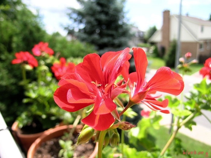 November's Dreams of May and June