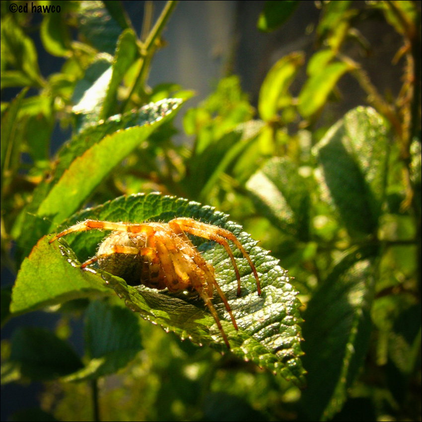 Spider in a Rosebush