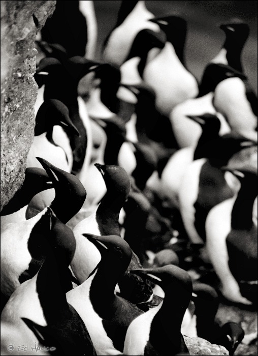 Thick Billed Murres