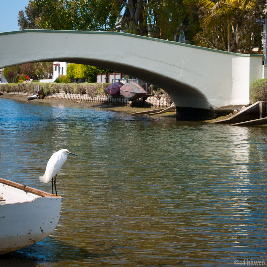 Snowy Egret, Venice Canals, Los Angeles