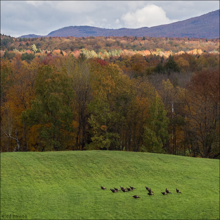 Wild Turkeys