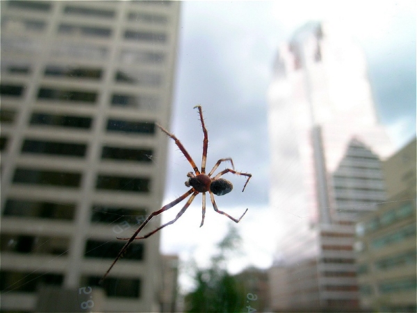 Spider on the Window