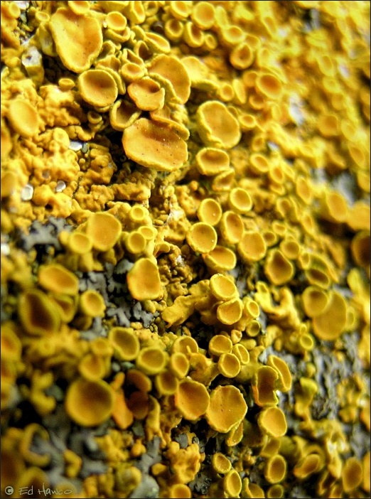 Xanthoria Elegans (Elegant Sunburst Lichen)