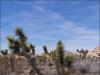 Crime Scene; Joshua Tree National Park