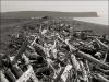 Driftwood, Advocate Beach, Nova Scotia