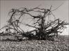 Driftwood, Advocate Beach, Nova Scotia