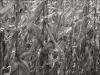 Late Season Corn, Eastern Townships, Quebec