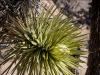 Joshua Tree in Bloom