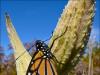 Monarch and Milkweed