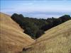On Mount Tamalpais, Marin County, California