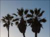 Drummer on Venice Beach, California