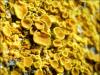 Xanthoria Elegans (Elegant Sunburst Lichen)